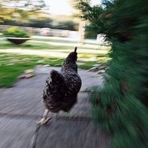 Meet your Posher, Hajar